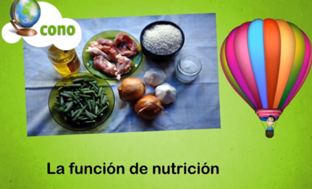 La Funci N De Nutrici N Cnb