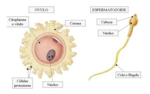 Óvulo y espermatozoide (sin atribución en el original)