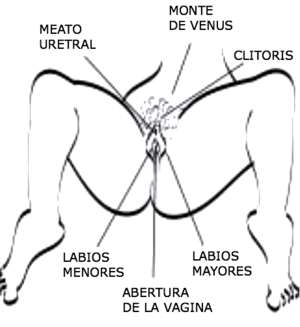 Órganos sexuales externos.png