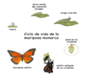 Ciclo de vida de los insectos.png