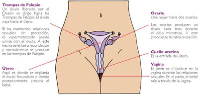 Módulo 5 Salud Sexual y Reproductiva p(14).jpg