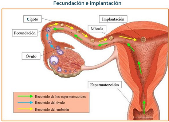 Fecundación Y Gestación Cnb 6895