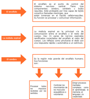 Sistema nervioso central.drawio.png