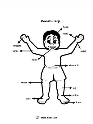 Vocabulary parts of the body.jpg