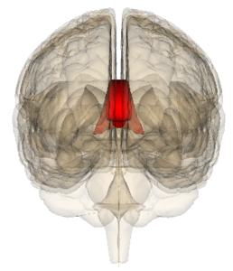 Imagen mostrando el cerebro en corte coronal, con el cuerpo calloso marcado en rojo.