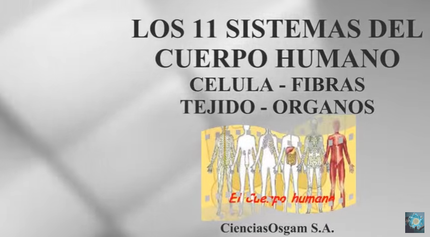 Los 11 sistemas del cuerpo humano - carátula.png