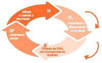 Aprendo y Enseño Ciencias Naturales 3 pag(21.2).jpg