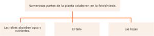 Partes de la planta.drawio.png