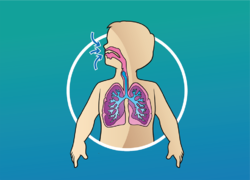 Lección 15 Sistema respiratorio 2.png